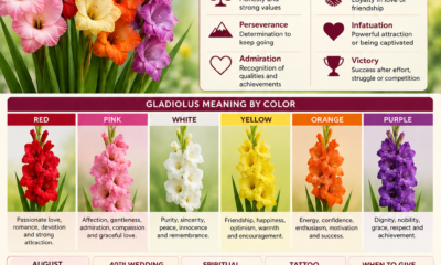 gladiolus flower meaning
