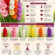 gladiolus flower meaning