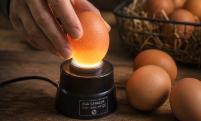 egg candler